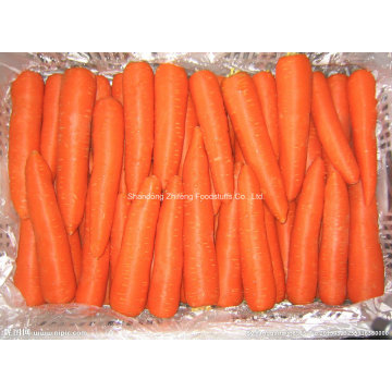 Fresh Carrot with Competetive Price